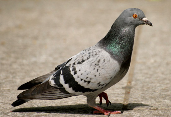 cs-6-a pigeon control hunter valley