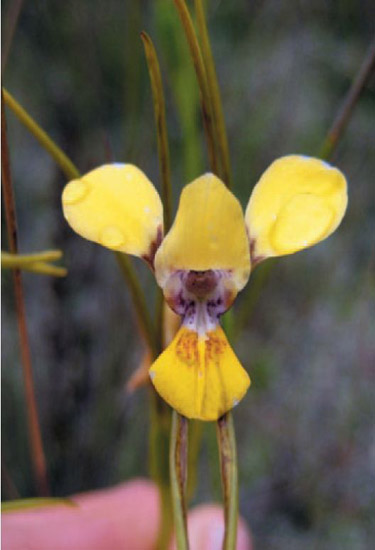 cs-7-a orchid transplant