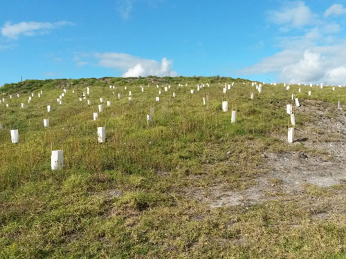 lm-revegetation